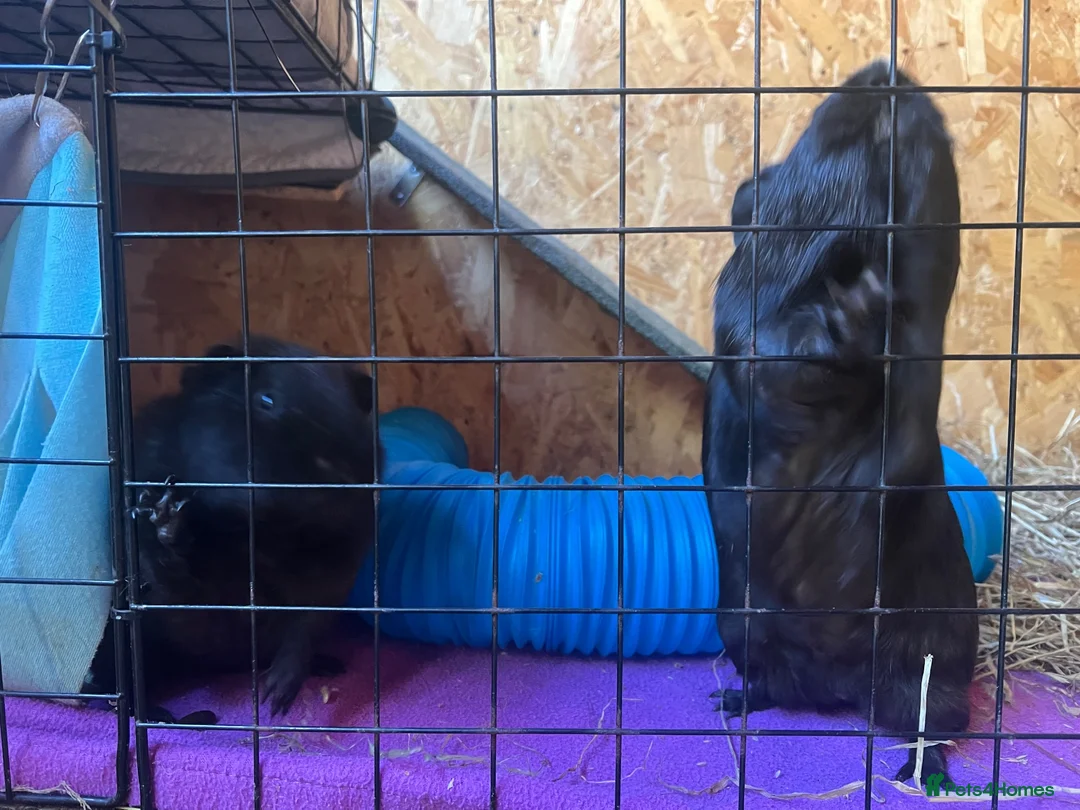 Guinea Pig rodents for sale: Male and female guinea pigs available  in High Wycombe - Advert 2
