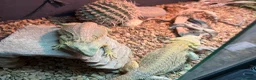 Bearded Dragon reptiles for sale: Bearded dragons (2) in Daventry - Advert 3