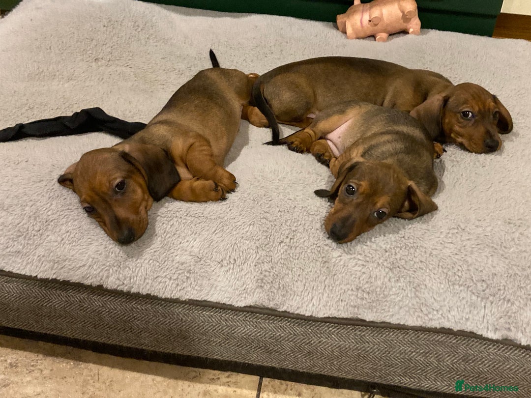 Miniature Dachshund dogs for sale: 2 shaded red mini dachshunds - Advert 4