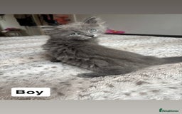 Ragdoll cats for sale: Two Blue Gray Ragdoll & Turkish angora - Image 6