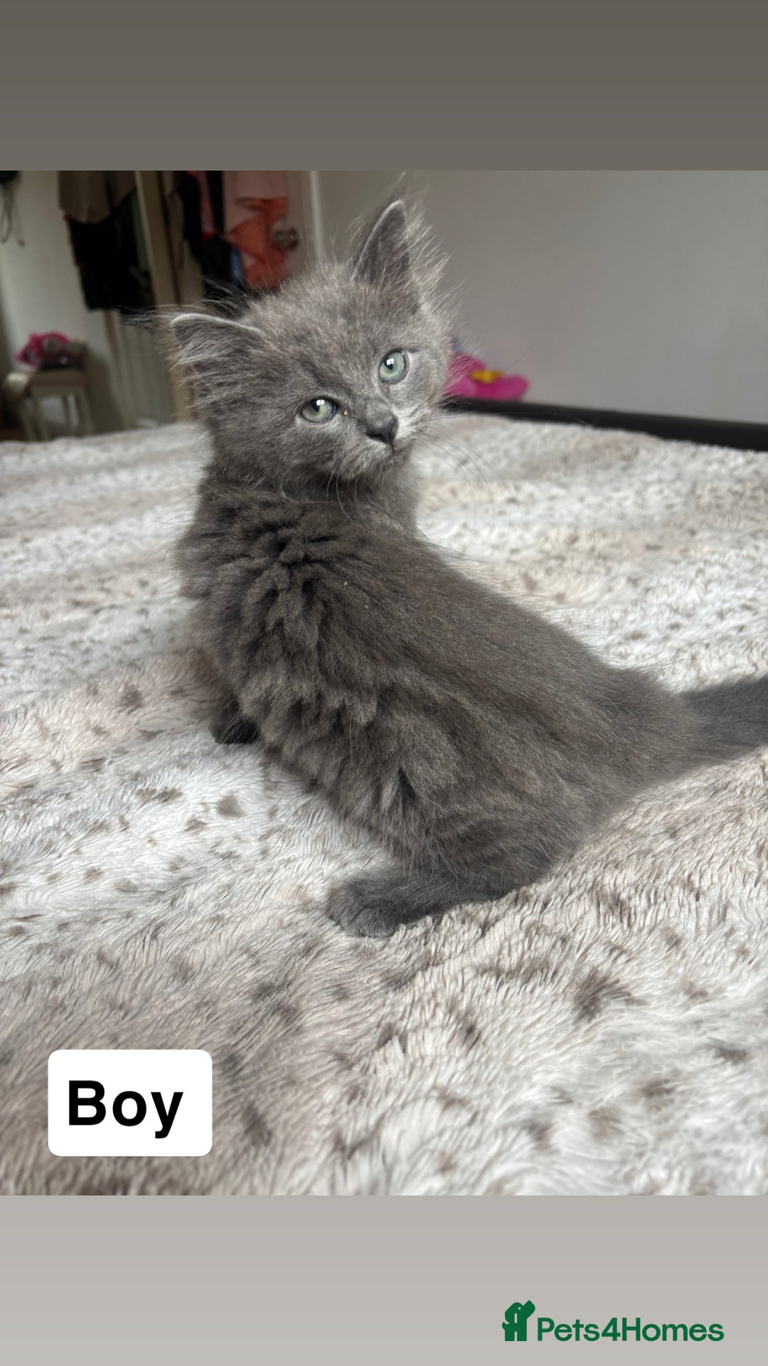Ragdoll cats for sale: Two Blue Gray Ragdoll & Turkish angora - Image 6