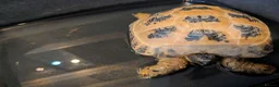 Tortoise reptiles for sale: Male and female horsefield tortoise  - Advert 8