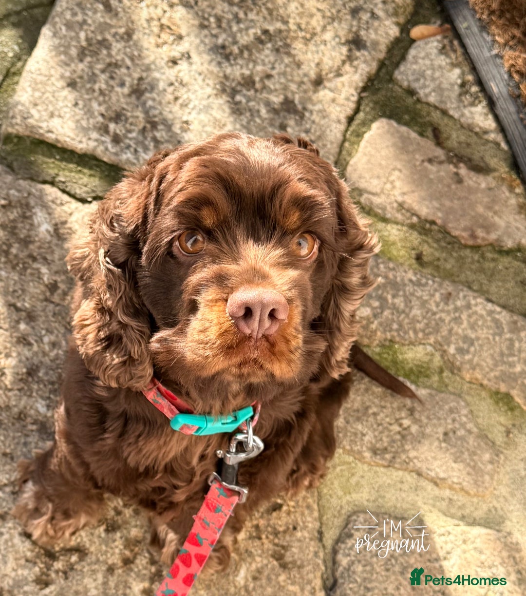 Cockapoo dogs for sale: Toy cockerpoo puppies  - Advert 1