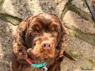 Cockapoo dogs Toy cockerpoo puppies last girl available 🖤 - Advert 18