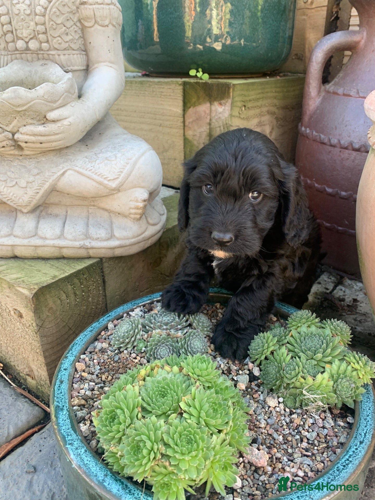 Cockapoo dogs Gorgeous Merle & Black Cockerpoos  - Advert 1