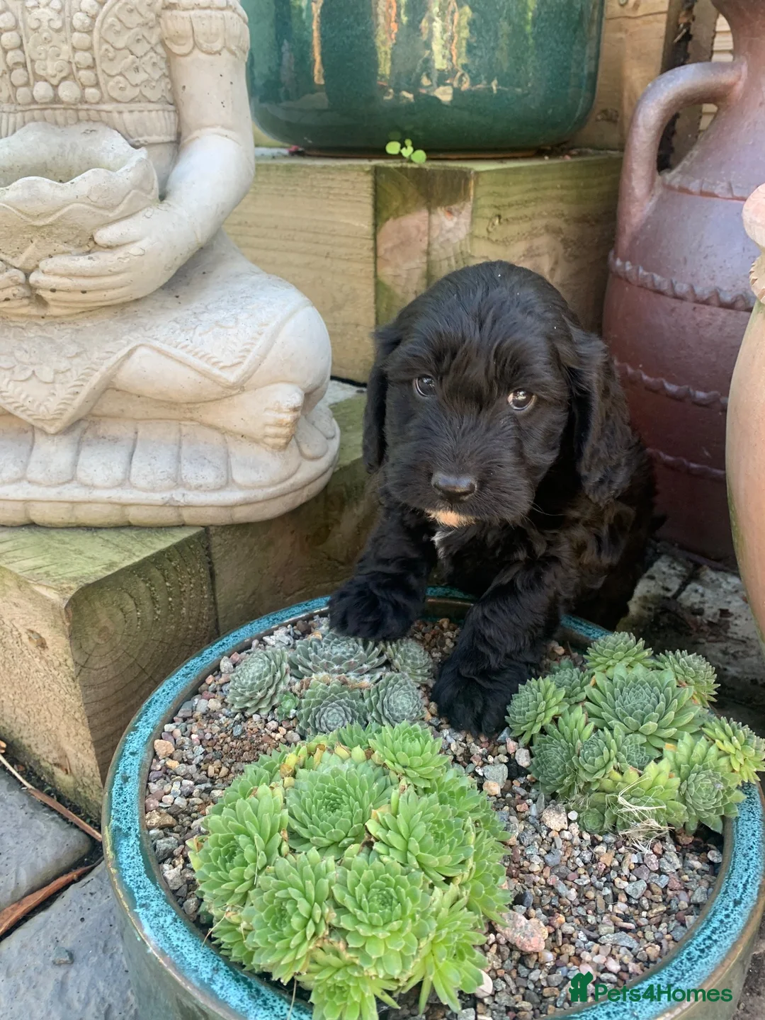 Cockapoo dogs for sale: Gorgeous Merle & Black Cockerpoos  - Advert 1