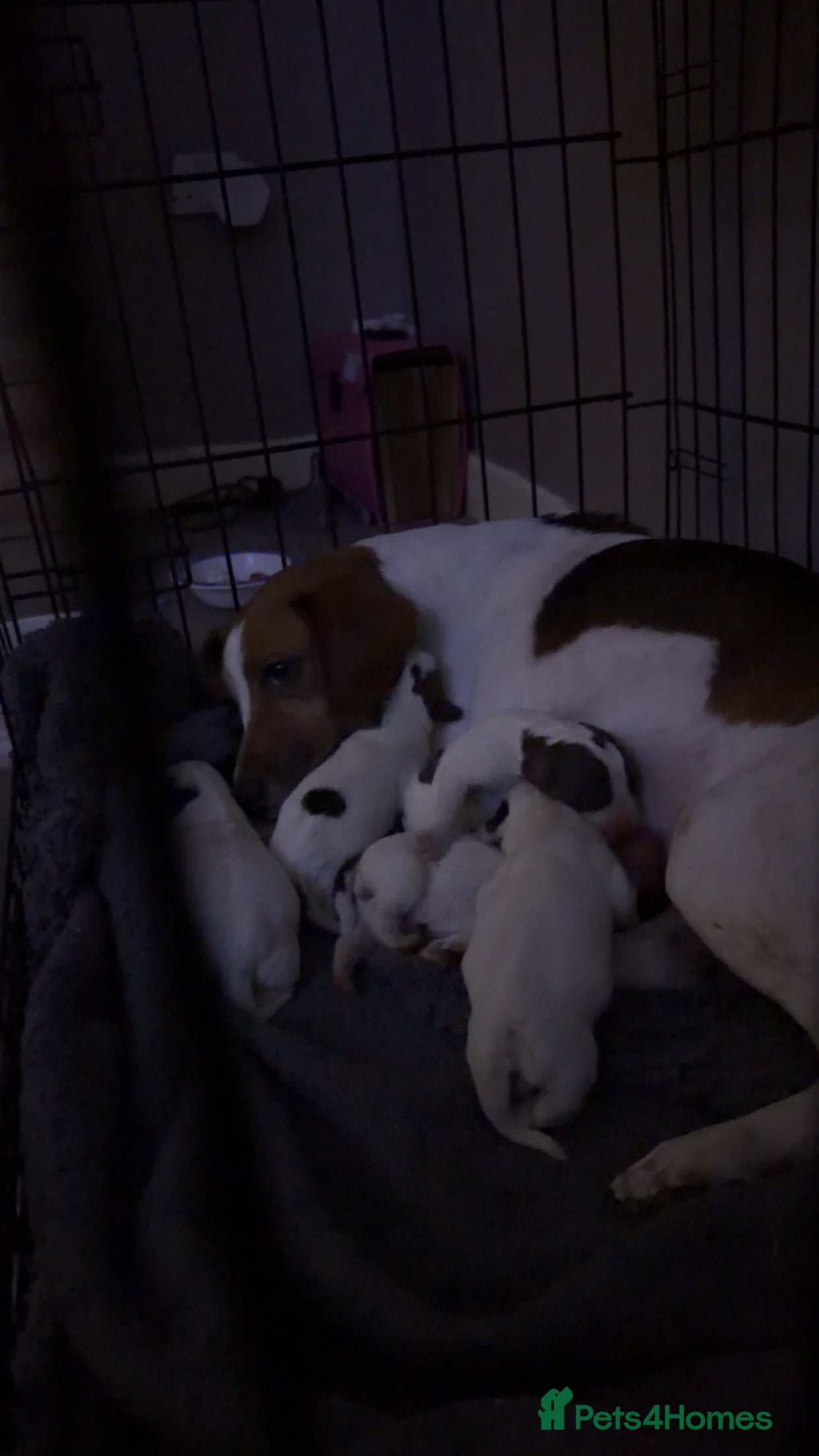 Mixed Breed dogs Spreagle  in Launceston - Advert 3