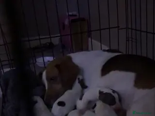 Mixed Breed dogs Spreagle in Launceston - Advert 3