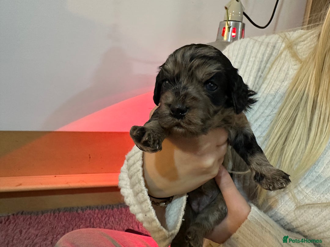 Cavapoo dogs for sale: Gorgeous Rare-Colouring Cavapoo Puppies - Image 7