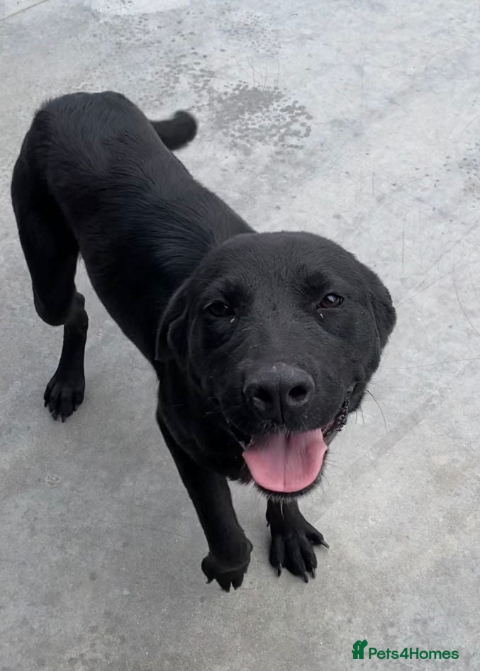 Mixed Breed dogs Nyx, 1 yr old approx. Available for adoption. - Advert 7