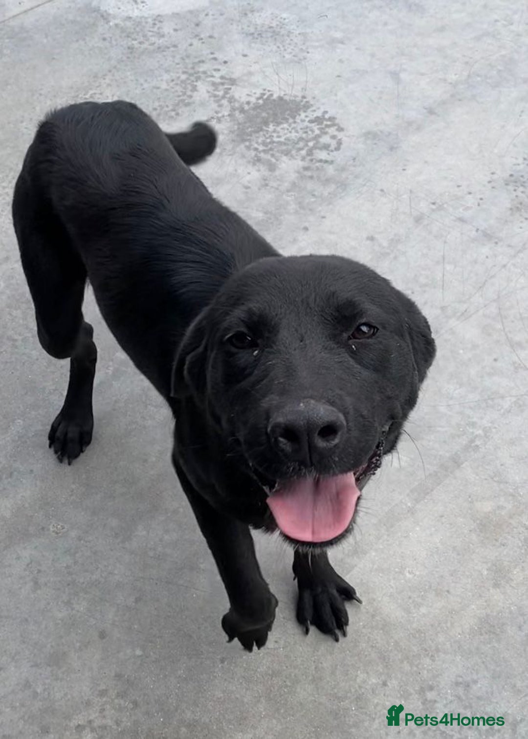 Mixed Breed dogs for adoption: Nyx, 1 yr old approx. Available for adoption. - Advert 1