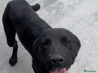 Mixed Breed dogs Nyx, 1 yr old approx. Available for adoption. - Advert 1