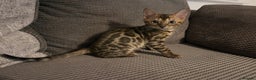 Bengal cats for sale: Stunning full pedigree registered bengal kittens  - Advert 10