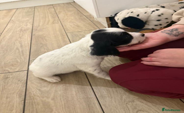 English Springer Spaniel dogs - Advert 2