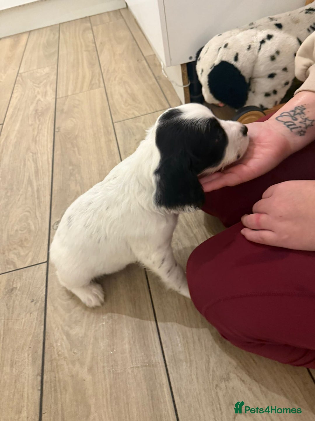 English Springer Spaniel dogs for sale: English springer spaniel puppies  - Image 1