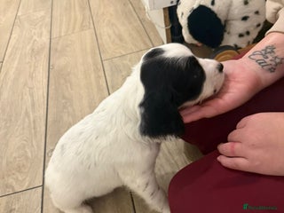 English Springer Spaniel dogs - Advert 4