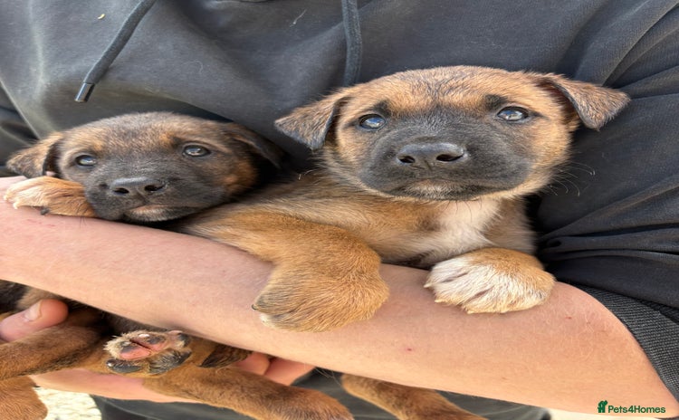 Mixed Breed dogs - Advert 3