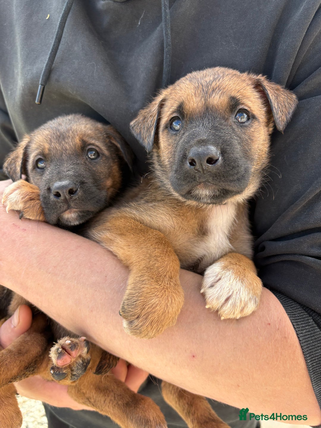 Mixed Breed dogs for sale: Japanese Bear-headed Akita X Dobermann hybrids  - Image 1