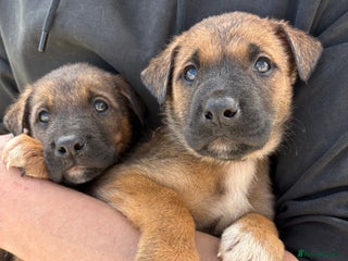 Mixed Breed dogs - Advert 7