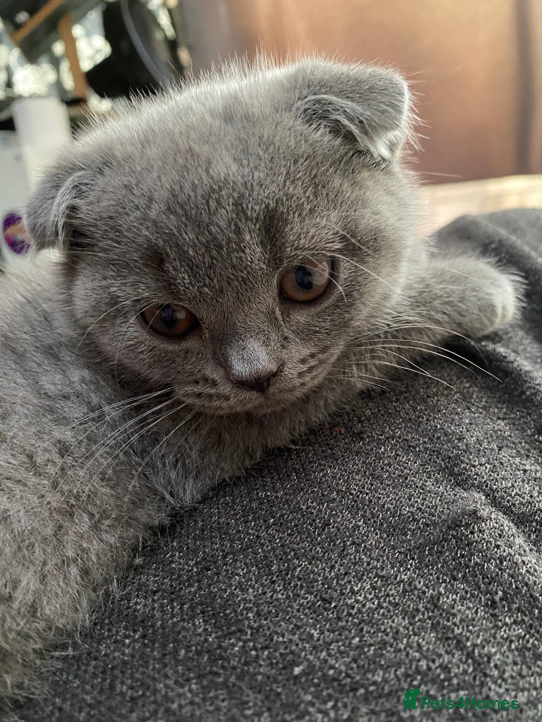 Scottish Fold cats for sale: Scottish Fold kittens 1 Boy Available ready now  - Advert 14