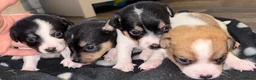 Jack Russell dogs for sale: Jack Russel puppies  - Advert 6
