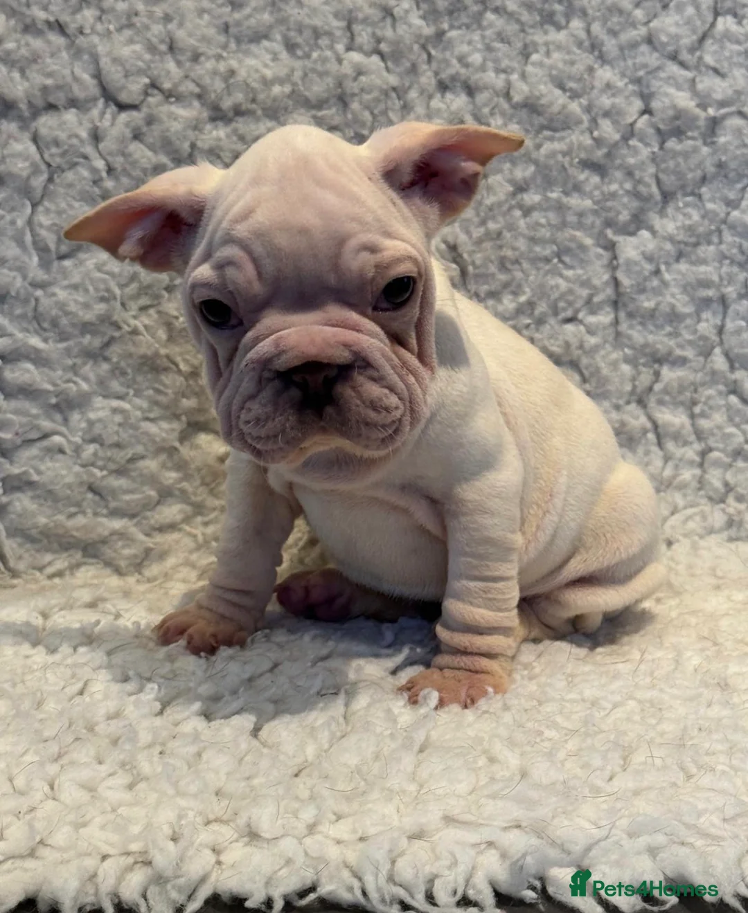 French Bulldog dogs for sale: Beautiful French bulldog puppies - Advert 11