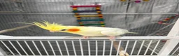 Cockatiels birds for sale: Beautiful Male hand tame cockatiel & huge cage in Bexleyheath - Advert 3