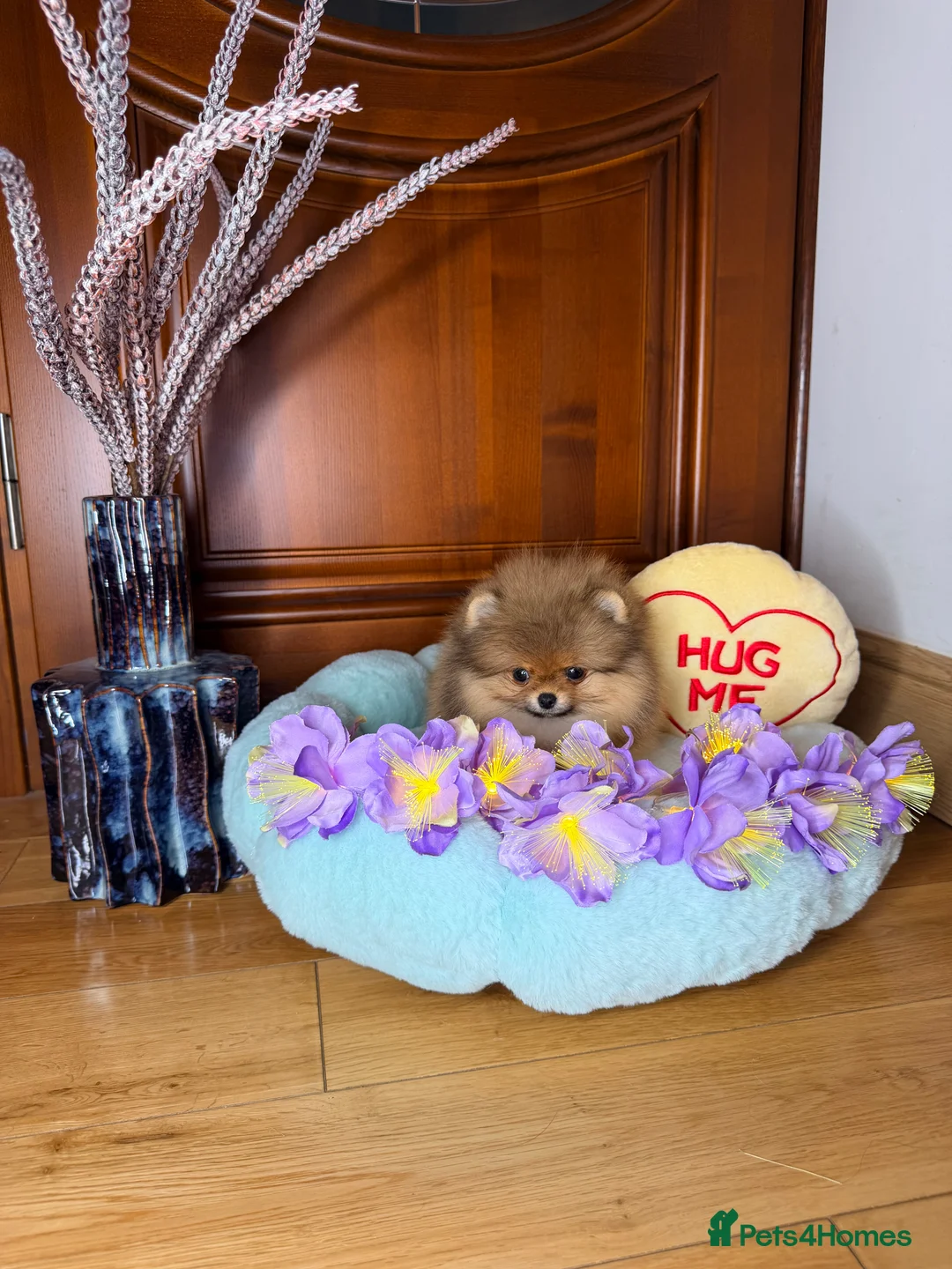 Pomeranian dogs for sale: Orange teddy bear type Pomeranian boy and girl - Advert 38