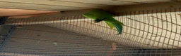 Ringnecks birds for sale: Baby ringnecks - Advert 3