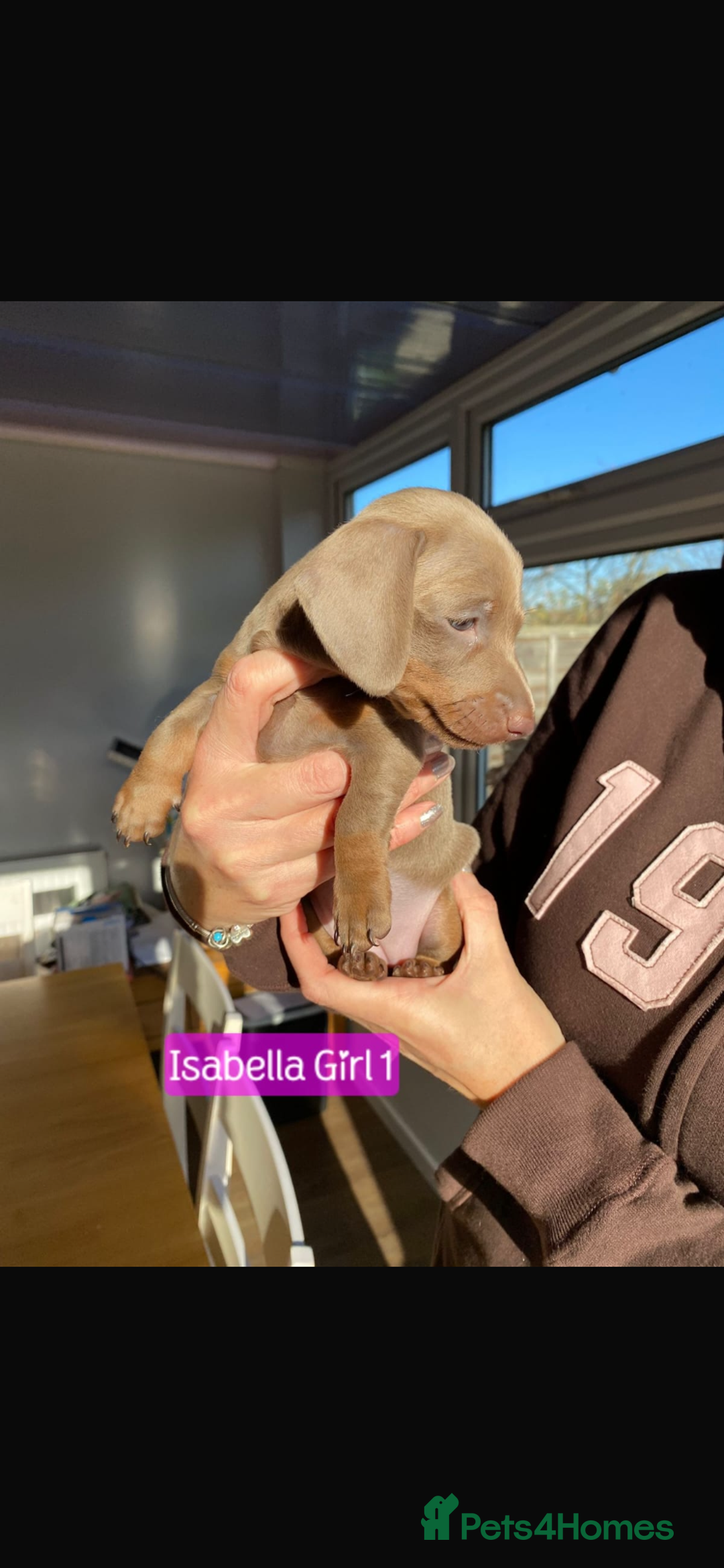 Miniature Dachshund dogs for sale: KC Minature Dacshunds READY NOW! - Advert 5