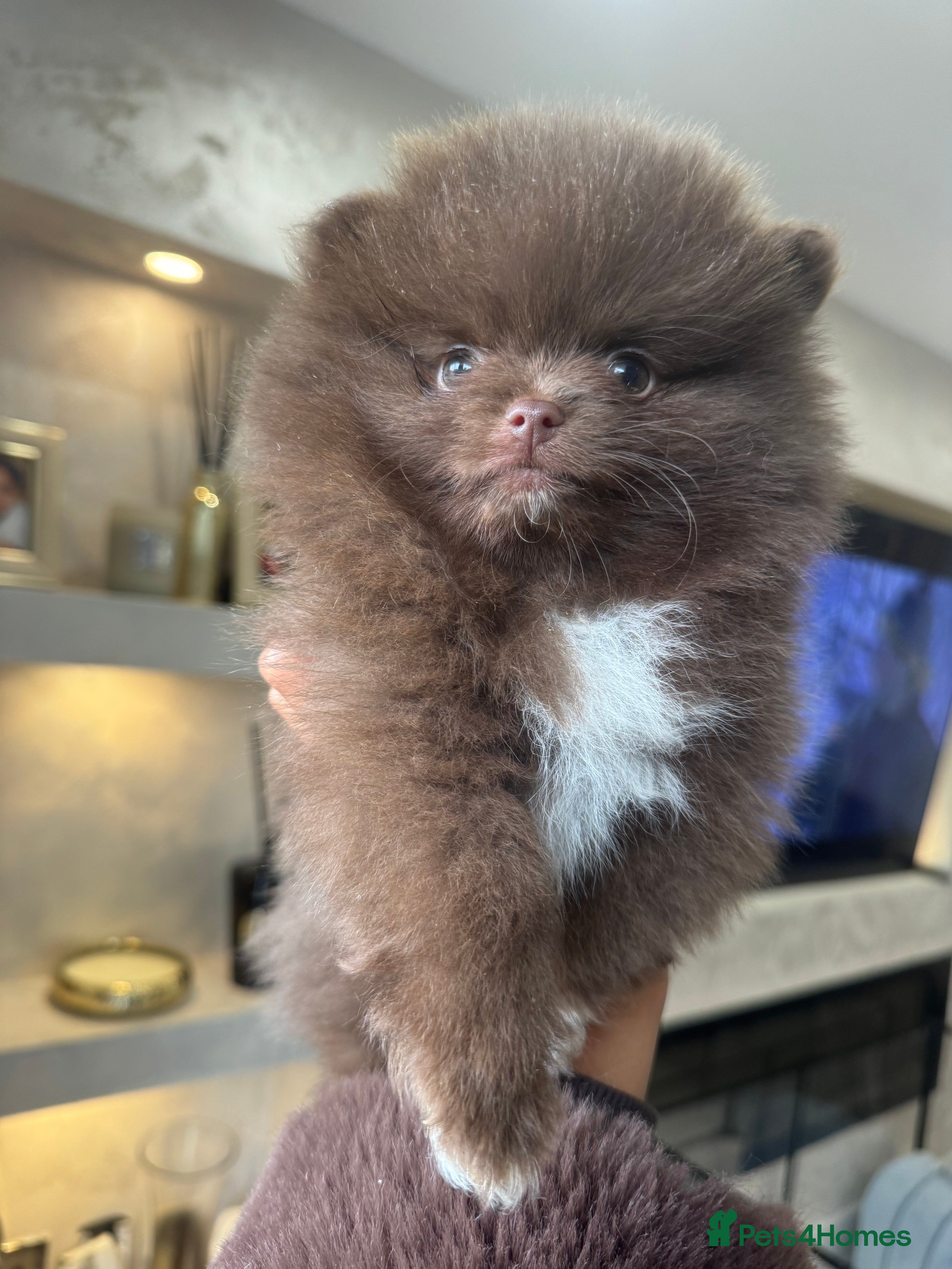 Pomeranian dogs Chocolate Lilac Poms Girls  - Advert 6