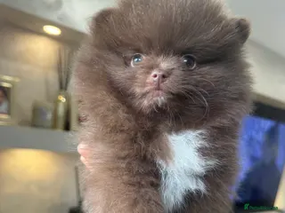 Pomeranian dogs Chocolate Lilac Poms Girls - Advert 1