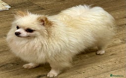 Pomeranian dogs for adoption: Alica – The Tiny Soul Who Survived the Unthinkable - Image 5