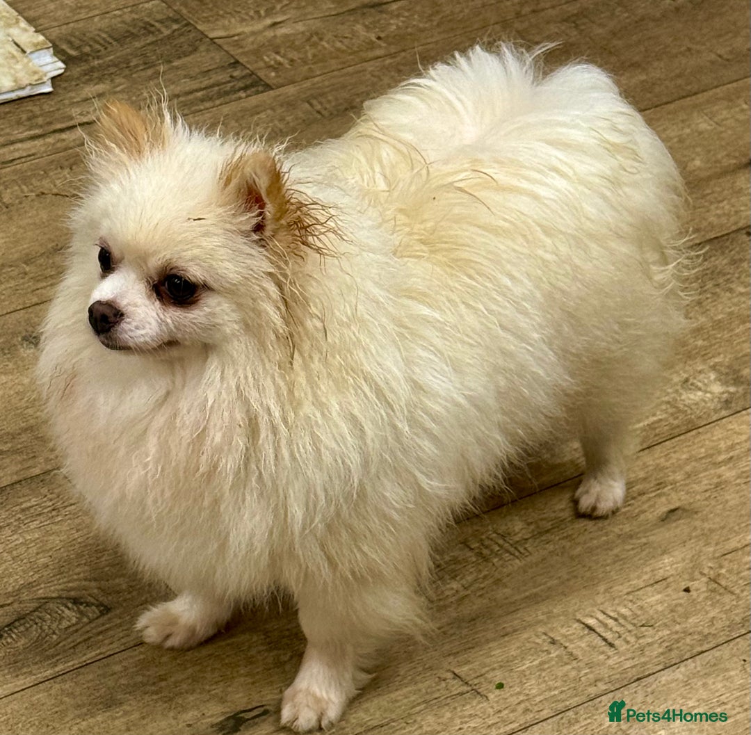 Pomeranian dogs for adoption: Alica – The Tiny Soul Who Survived the Unthinkable - Image 5