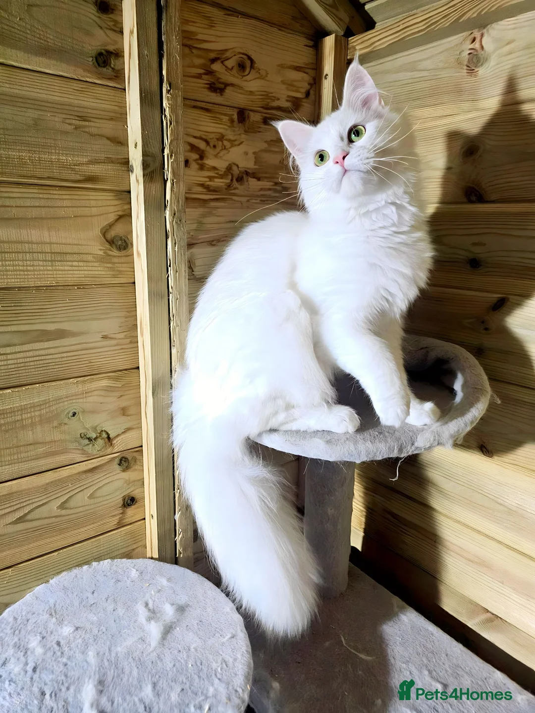 Maine Coon cats for sale: Maine Coon  - Advert 2