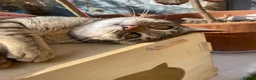 Savannah cats for sale: FULL PEDIGREE SAVANNAH girl KITTEN F5 SBT - Advert 9