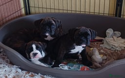 Boxer dogs for sale: Top Quality Boxer Puppies - Image 1