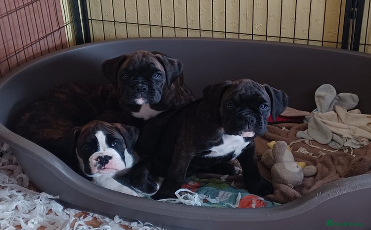 Boxer dogs - Advert 1