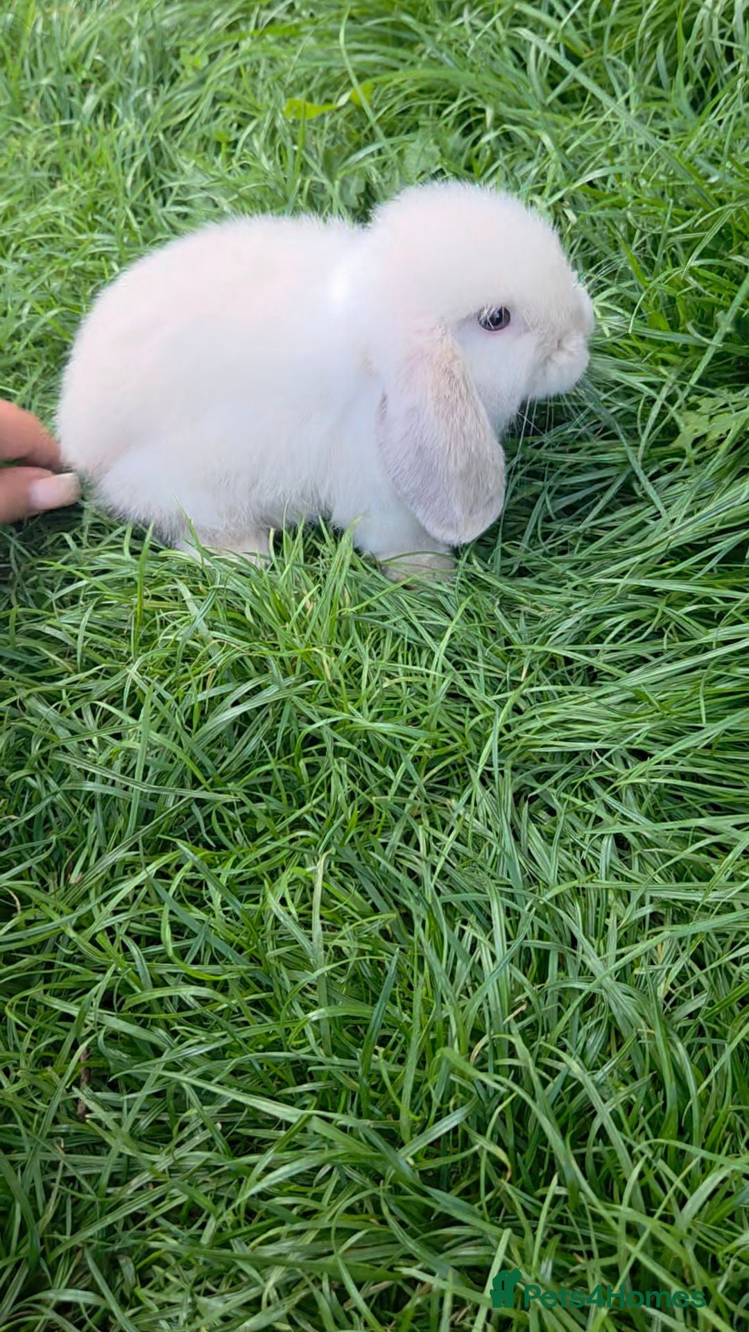 Mini Lop rabbits 1 cream mini lop left - Advert 11