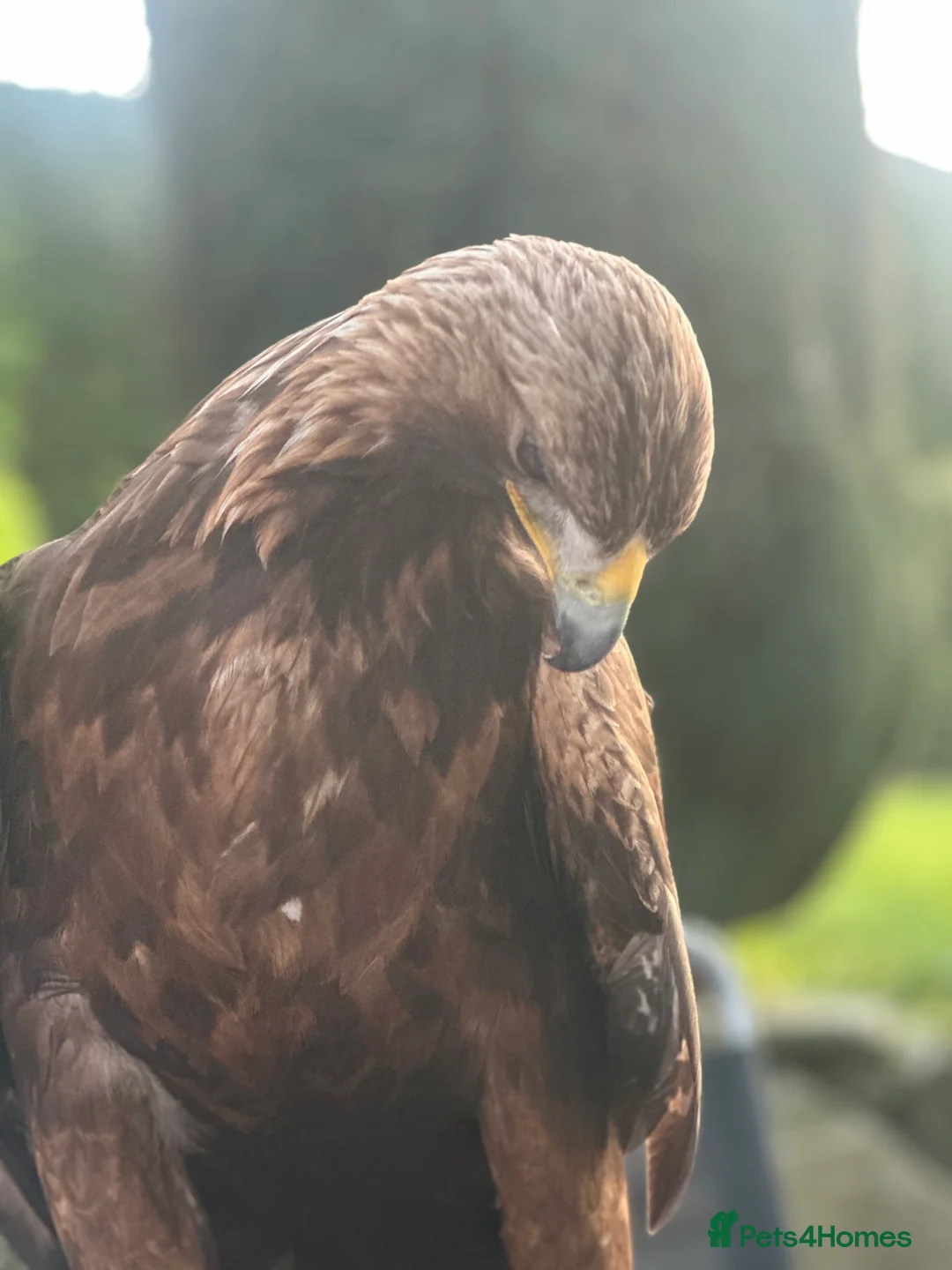 Mixed Breed birds for sale: Male Golden Eagle  in Huddersfield - Advert 7