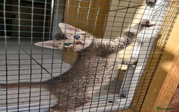 Mixed Breed cats for sale: Abyssinian x Snow Bengal  - Image 12