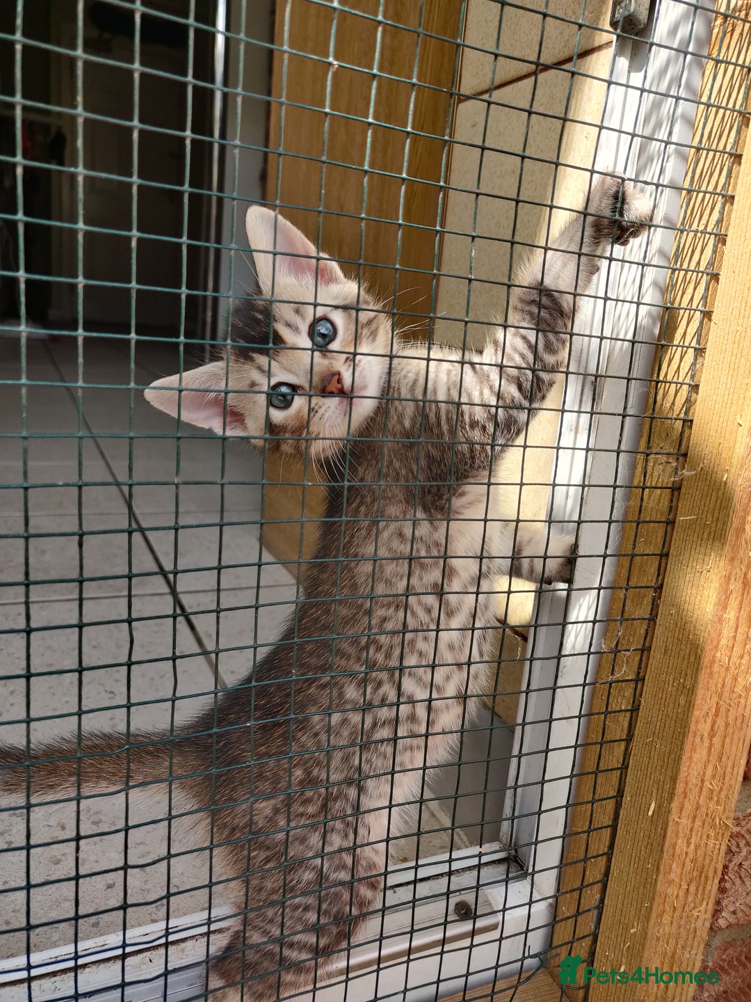 Mixed Breed cats for sale: Abyssinian x Snow Bengal  - Image 12