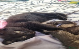 Mixed Breed cats for sale: Phoenix, Cloudy and Rose  - Image 5