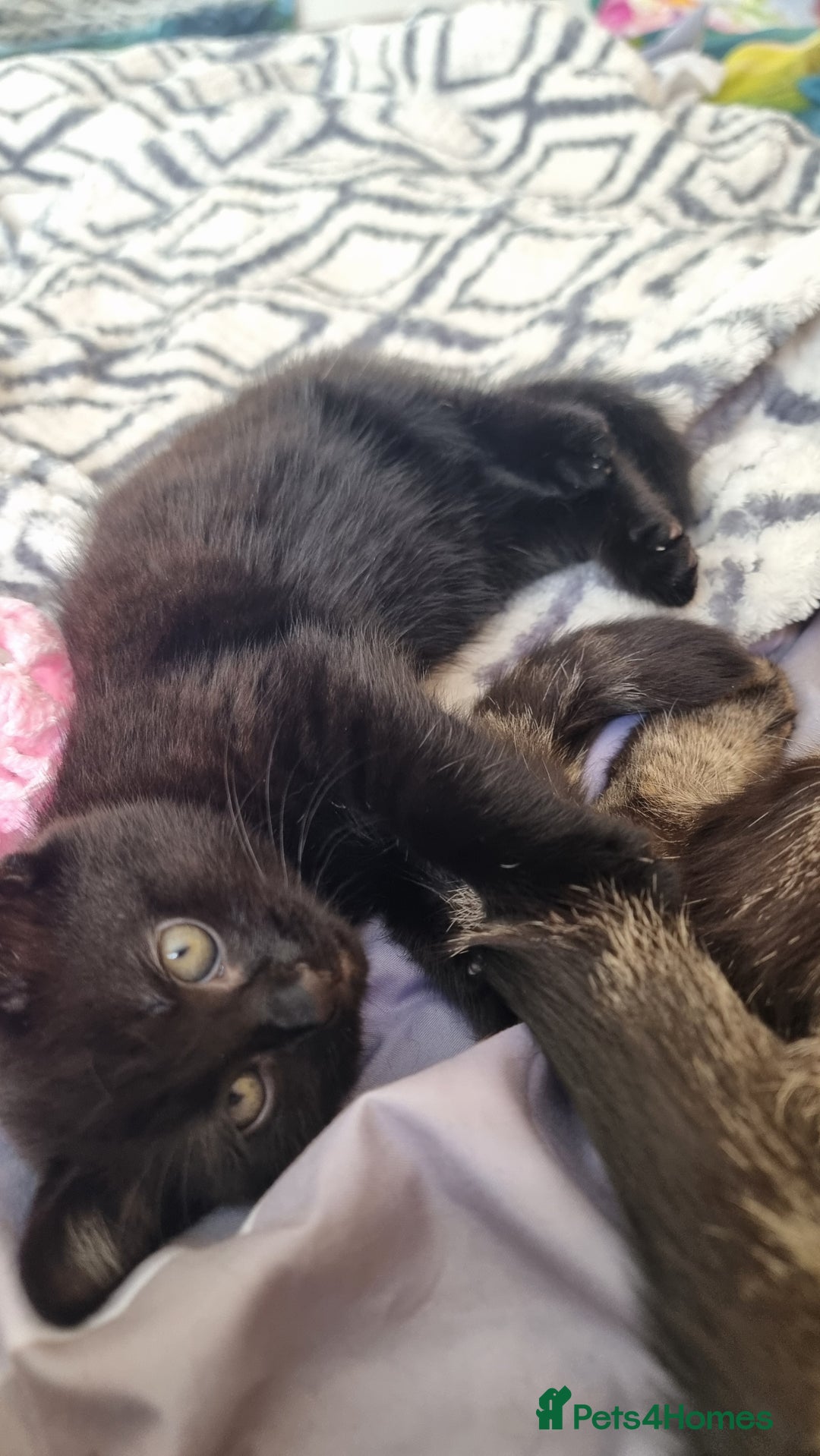 Mixed Breed cats for sale: Phoenix, Cloudy and Rose  - Image 5