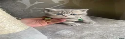 Brazilian Shorthair cats for sale: Beautiful british shorthair kittens blue lilac   - Advert 9