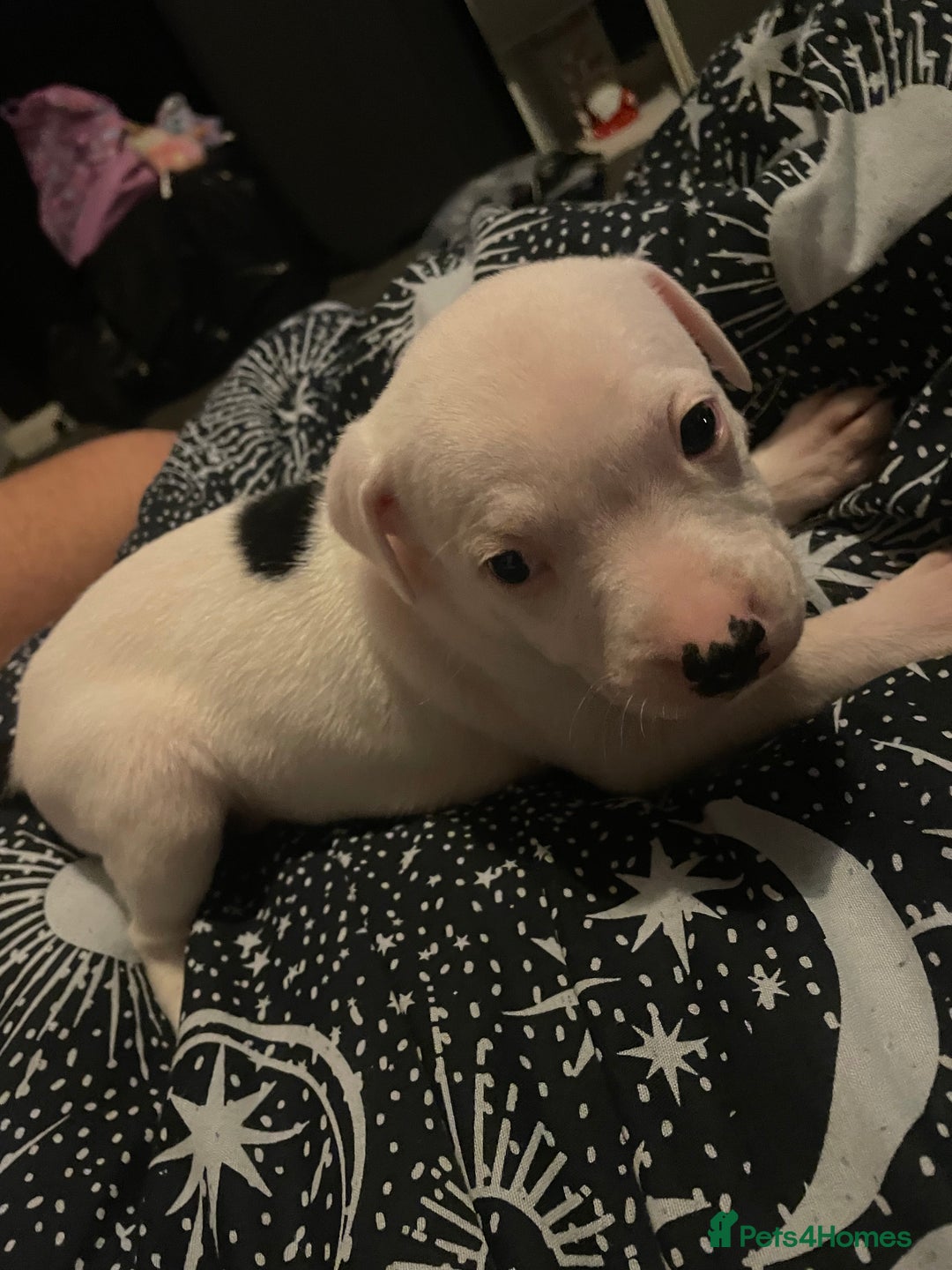 Staffordshire Bull Terrier dogs for sale: Staffy puppies  - Advert 12