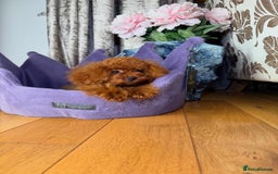 Toy Poodle dogs for sale: Asian micro poodle Boy - Image 9