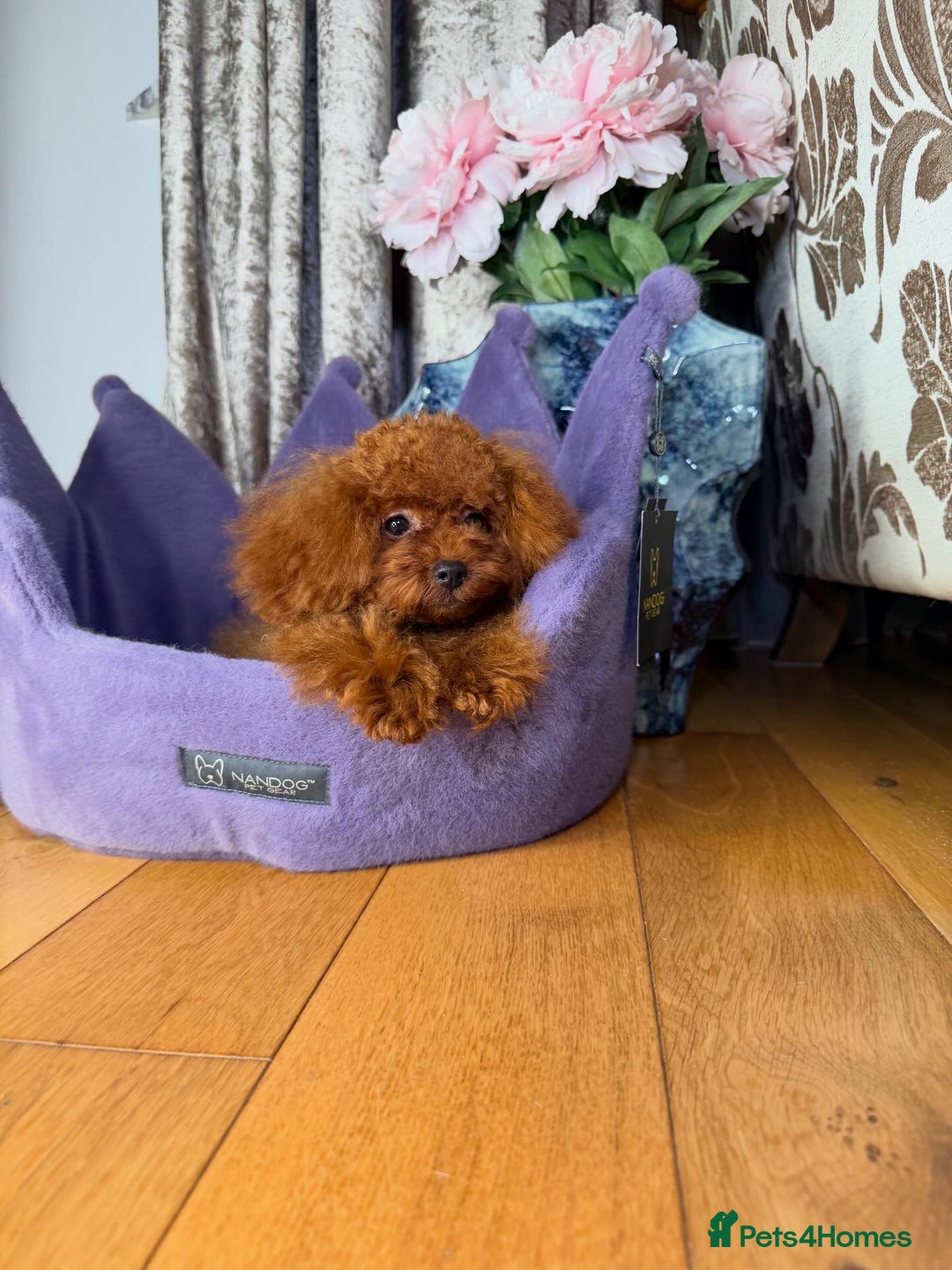 Toy Poodle dogs for sale: Asian micro poodle Boy - Image 9