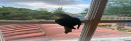 Conures birds for sale: Green Cheek Conure Looking for His Forever Home - Advert 5