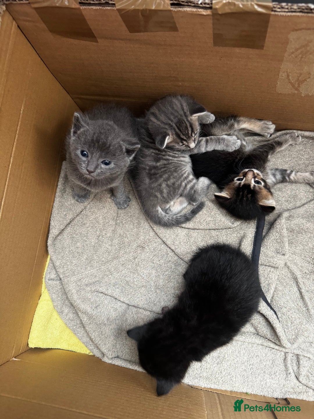 Russian Blue cats for sale: ✨RUSSIAN BLUE KITTEN FOR SALE  - Image 16